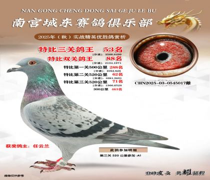 南宮城東三關(guān)鴿王53名