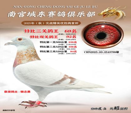 南宮城東三關(guān)鴿王60名