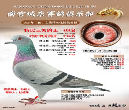 南宮城東三關(guān)鴿王68名