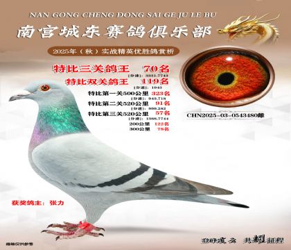 南宮城東三關(guān)鴿王70名