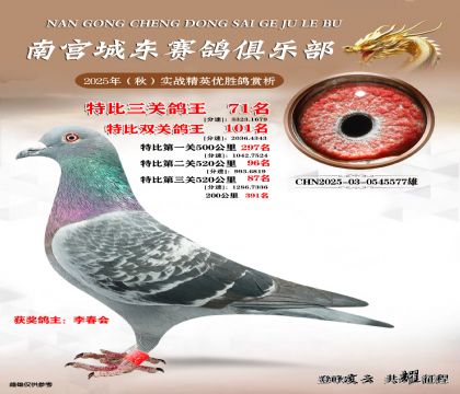 南宮城東三關(guān)鴿王71名