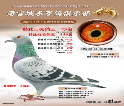 南宮城東三關(guān)鴿王75名