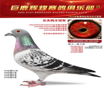巨鹿輝煌五關(guān)鴿王冠軍