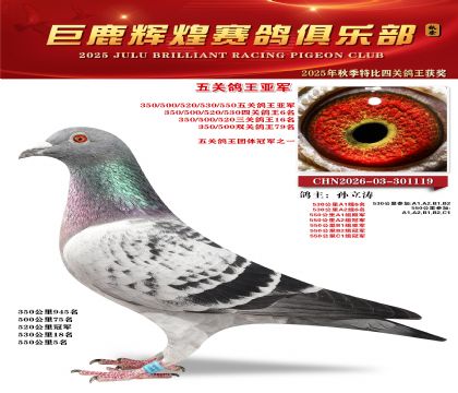 巨鹿輝煌五關(guān)鴿王亞軍