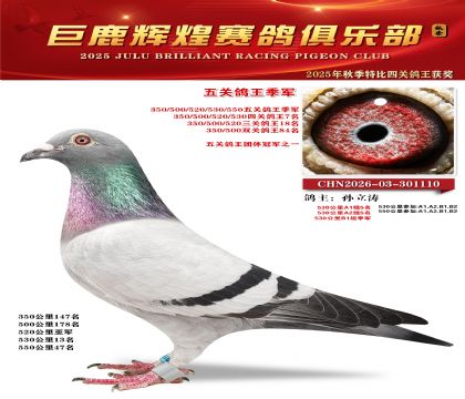 巨鹿輝煌五關(guān)鴿王季軍
