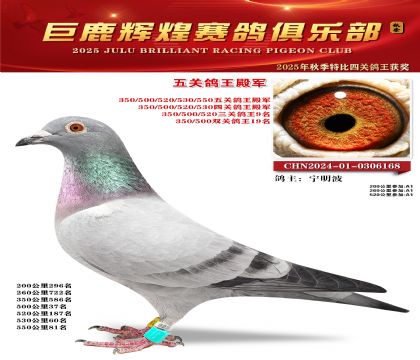 巨鹿輝煌五關(guān)鴿王殿軍