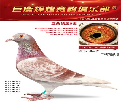 巨鹿輝煌五關(guān)鴿王5名