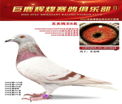 巨鹿輝煌五關(guān)鴿王6名