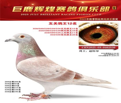 巨鹿輝煌五關(guān)鴿王12名
