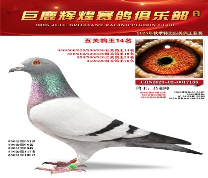 巨鹿輝煌五關(guān)鴿王14名