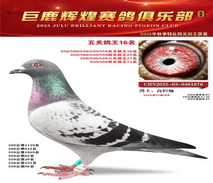 巨鹿輝煌五關(guān)鴿王16名