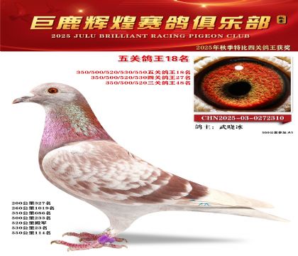巨鹿輝煌五關(guān)鴿王18名
