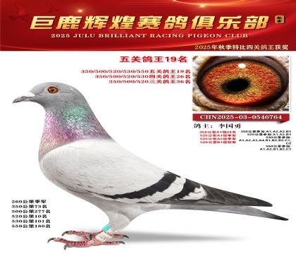巨鹿輝煌五關(guān)鴿王19名