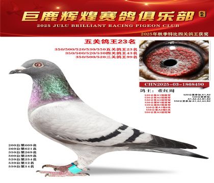 巨鹿輝煌五關(guān)鴿王23名