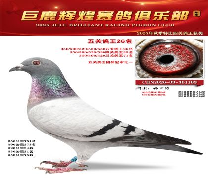 巨鹿輝煌五關(guān)鴿王26名