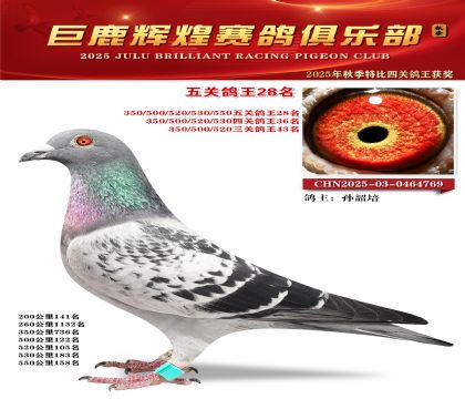 巨鹿輝煌五關(guān)鴿王28名