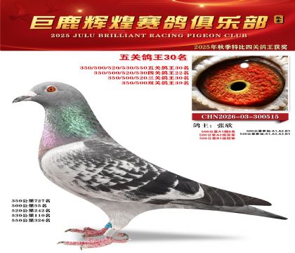 巨鹿輝煌五關(guān)鴿王30名