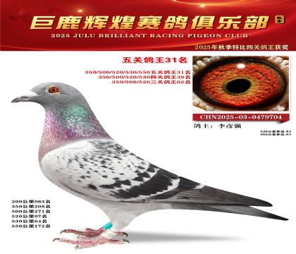 巨鹿輝煌五關(guān)鴿王31名