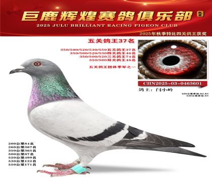 巨鹿輝煌五關(guān)鴿王37名