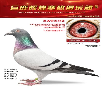 巨鹿輝煌五關(guān)鴿王38名