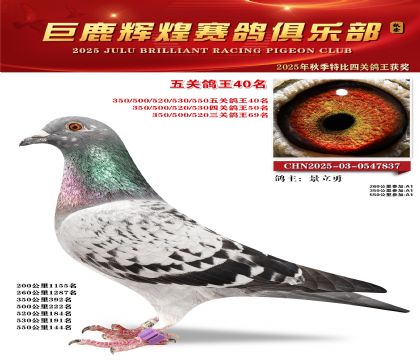 巨鹿輝煌五關(guān)鴿王40名