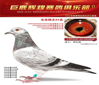巨鹿輝煌五關(guān)鴿王41名