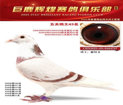 巨鹿輝煌五關(guān)鴿王43名