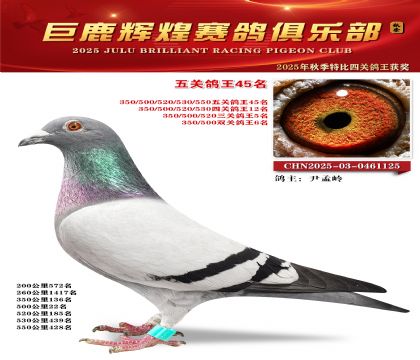巨鹿輝煌五關(guān)鴿王45名