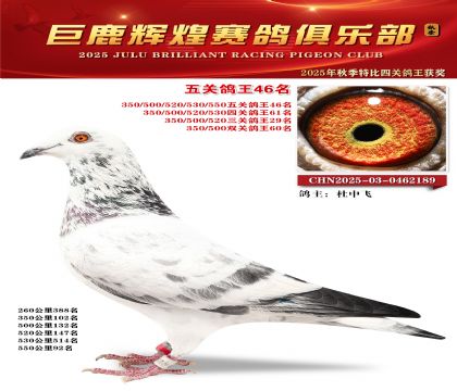 巨鹿輝煌五關(guān)鴿王46名
