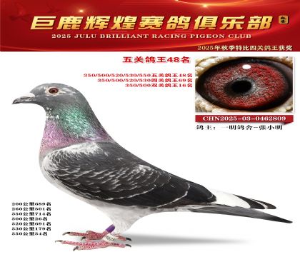 巨鹿輝煌五關(guān)鴿王48名