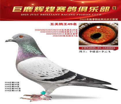 巨鹿輝煌五關(guān)鴿王49名
