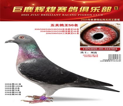 巨鹿輝煌五關(guān)鴿王50名