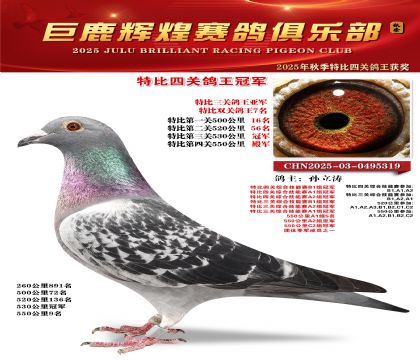 巨鹿輝煌特比四關(guān)鴿王冠軍