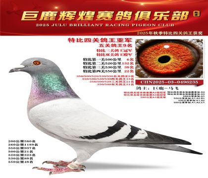 巨鹿輝煌特比四關(guān)鴿王亞軍