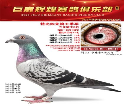 巨鹿輝煌特比四關(guān)鴿王季軍