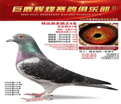 巨鹿輝煌特比四關(guān)鴿王殿軍