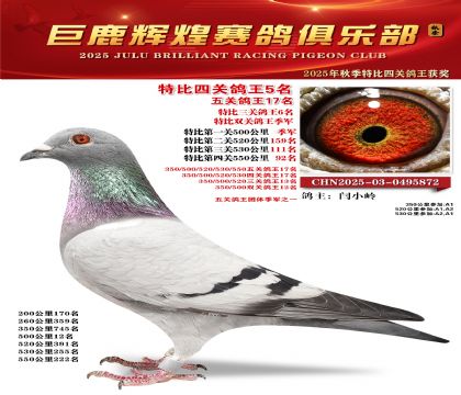巨鹿輝煌特比四關(guān)鴿王5名