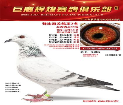 巨鹿輝煌特比四關(guān)鴿王7名