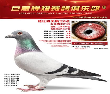 巨鹿輝煌特比四關(guān)鴿王8名