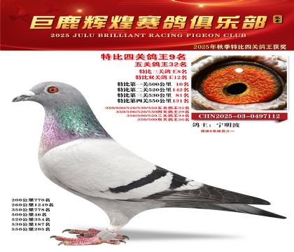 巨鹿輝煌特比四關(guān)鴿王9名