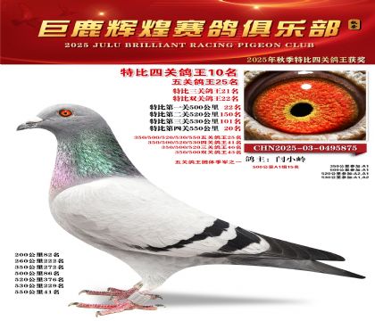 巨鹿輝煌特比四關(guān)鴿王10名