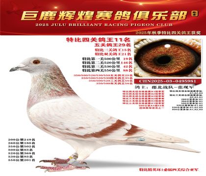 巨鹿輝煌特比四關(guān)鴿王11名