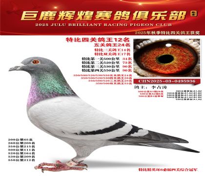 巨鹿輝煌特比四關(guān)鴿王12名