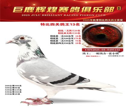 巨鹿輝煌特比四關(guān)鴿王13名