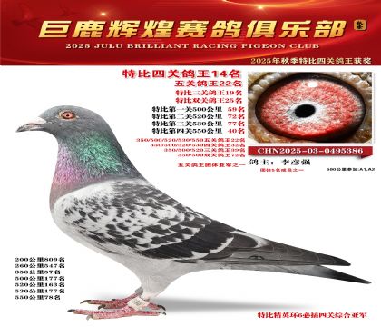 巨鹿輝煌特比四關(guān)鴿王14名