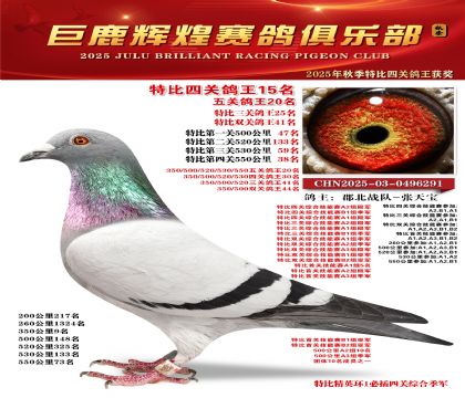巨鹿輝煌特比四關(guān)鴿王15名