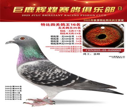 巨鹿輝煌特比四關(guān)鴿王16名