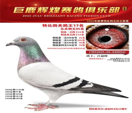 巨鹿輝煌特比四關(guān)鴿王17名