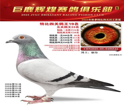 巨鹿輝煌特比四關(guān)鴿王19名