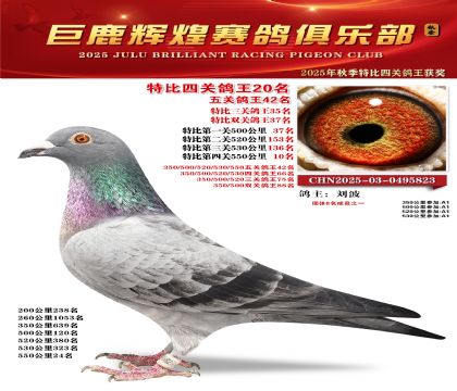 巨鹿輝煌特比四關(guān)鴿王20名